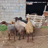6راس گوسفند مایه کرده آبستن