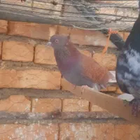 پرشی|پرنده|لالجین, |دیوار