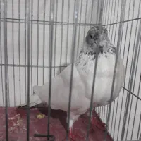 کبوتر غریب گیری|پرنده|رودسر, |دیوار