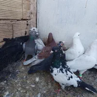 کبوتر قلدر و هوایی|پرنده|مشهد, مشکینی (شهرک غرب)|دیوار