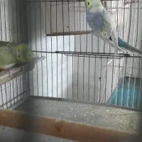 مرغ عشق رینبو|پرنده|ملارد, |دیوار