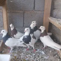 شش طوقی نر فروشی