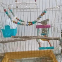 عروس کوتوله مرغ عشق فنچ با لوازم|پرنده|مشهد, طرق|دیوار