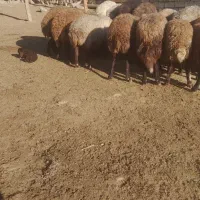 ۱۰ میش آبستن