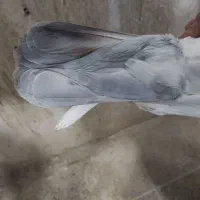 2تا نر سوراخ|پرنده|کرمان, |دیوار