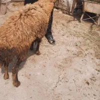 گوسفند زنده