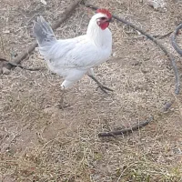 خروس بلژیکی