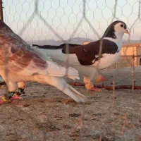 گرفتنی|پرنده|سبزوار, کهنه آب|دیوار