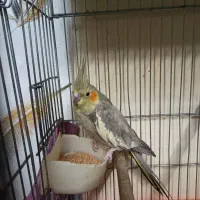 عروس هلندی معاوضه با سهره|پرنده|قرچک, باقرآباد|دیوار