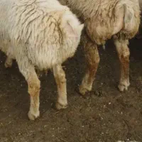 بره|حیوانات مزرعه|پارس‌آباد, |دیوار