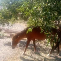 اسب نریان اصیل|اسب و تجهیزات اسب‌سواری|مشهد, رباط طرق|دیوار
