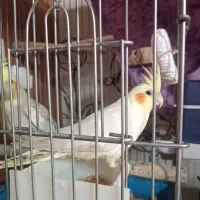 عروس هلندی بالغ و جوجه|پرنده|شیراز, آبیاری|دیوار