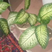 گل های برگ بزرگ