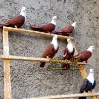 کله سفید مخمل کربلایی کلاغ کربلایی طوقی دمسفید