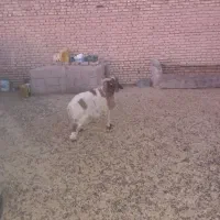 فروش۳عددبره نر