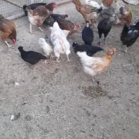 فروش جوجه کاکلی|حیوانات مزرعه|گرمسار, |دیوار