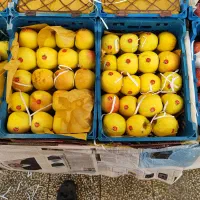 کارگر ماهر میوه فروشی