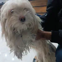 سگ شیتزو تریر|سگ|کرمان, |دیوار