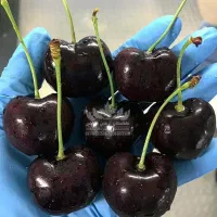 خرید نهال گیلاس تکدانه هارت