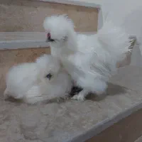جوجه مرغ و خروس ابریشمی بالغ فقط جفت