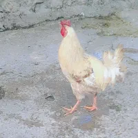 خروس