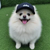 پامر خرسی جذاب باهوش