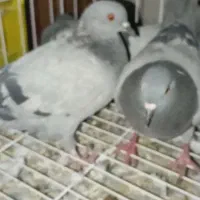 کبوتر چاهی گوشتی