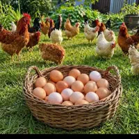 تخم مرغ نطفه دار برای جوجه کشی