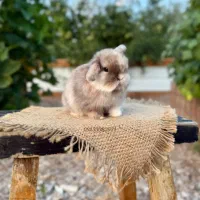 همستر خانگی خرگووش لوپومینیاتوری عروس هلندی مولد|موش و خرگوش|اصفهان, باب الدشت|دیوار