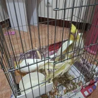 عروس نروماده لوتینو