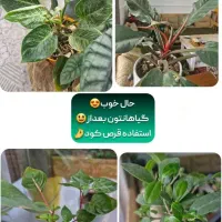 قرص کود گیاهی و ارگانیک ۱۲۰ عددی|گل و گیاه طبیعی|فیرورق, |دیوار