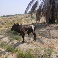 گاو نر