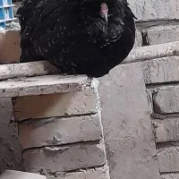 جوجه گلین لری|حیوانات مزرعه|ورامین, خیر آباد|دیوار