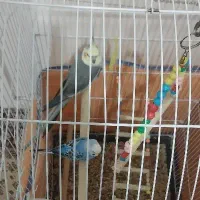 عروس هلندی و مرغ عشق