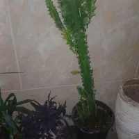 ۳تا گل باهم یا به صورت تکی قیمت مناسبت