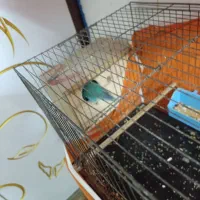 طوطی برزیلی