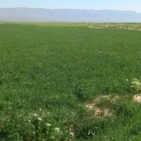 یونجه سر و پا