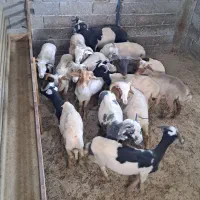 گوسفند پرواری