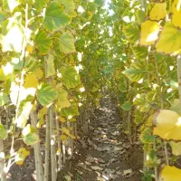 فروش نهال صنوبر|خدمات باغبانی و درختکاری|حاجیلار, |دیوار