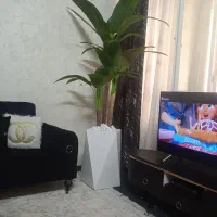 درختچه پرنده بهشتی