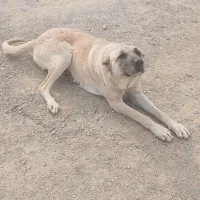 سگ ماده سرابی واسه گله و نگهبانی|سگ|بوکان, |دیوار