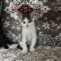 بچه گربه|گربه|کاشان, ۲۲ بهمن|دیوار
