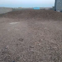 کودگاوی خشک پاکیزه