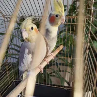 عروس هلندی|پرنده|تهران, گلستان (شهرک راه آهن)|دیوار