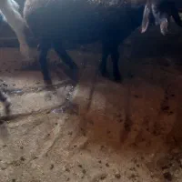 بره با دوتا بز