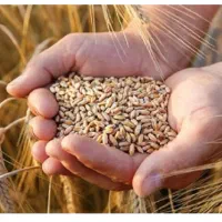 کندم بذری بوجاری شده درشت باکیفیت بالا سم زده