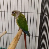 گرینچیک|پرنده|کرج, حسن آباد|دیوار