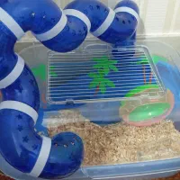 خانه همستر با تجهیزات کامل