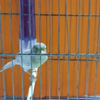 قناری نر بخون