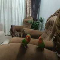 کوتوله برزیلی